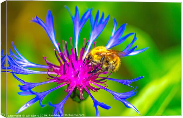 Greater Knapweed and friend  Canvas Print by Ian Stone