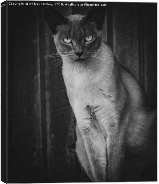 The look from the Cat Canvas Print by Andrew Nutting