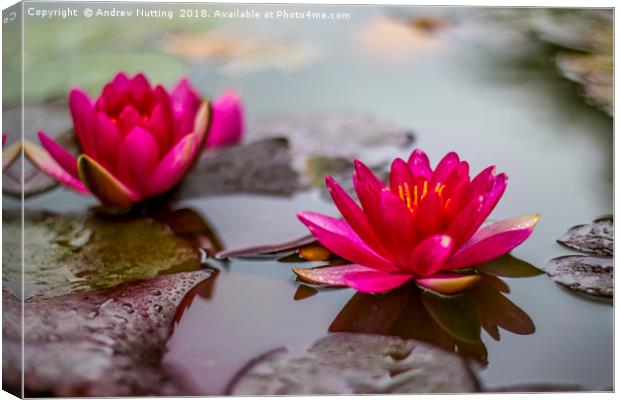 Lotus Water Lilys Canvas Print by Andrew Nutting