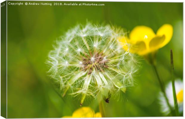 Dandelion Canvas Print by Andrew Nutting