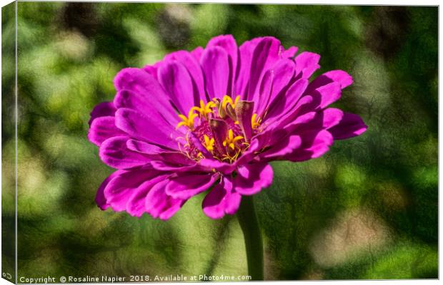 Zinnia flower on texture background Canvas Print by Rosaline Napier