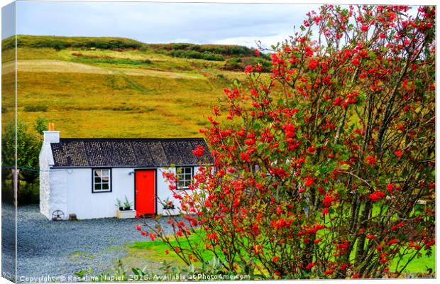 White cottage with rowan tree Canvas Print by Rosaline Napier