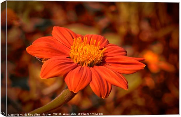 Mexican Sunflower with autumnal colored background Canvas Print by Rosaline Napier