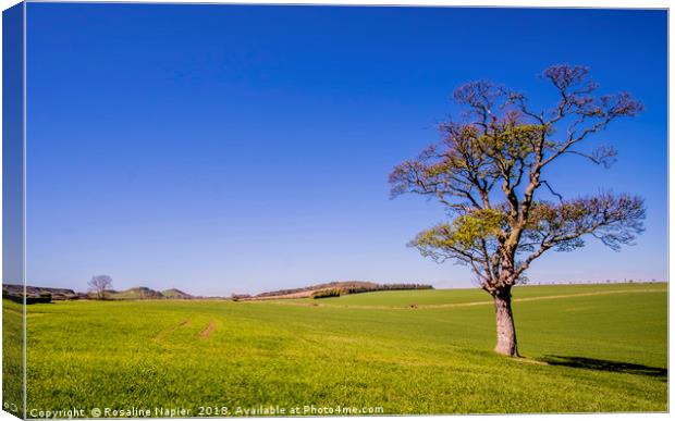 Lothian landscape, Scotland Canvas Print by Rosaline Napier