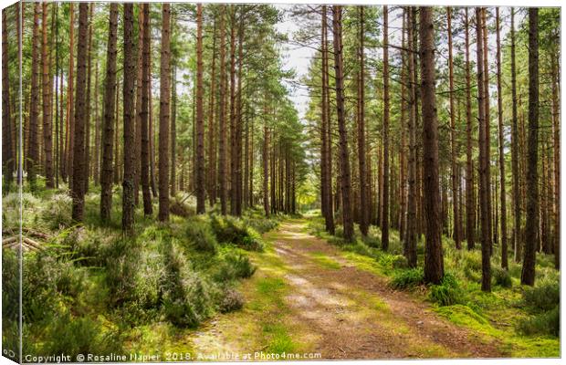 Sun shining through Fochabers woods Canvas Print by Rosaline Napier