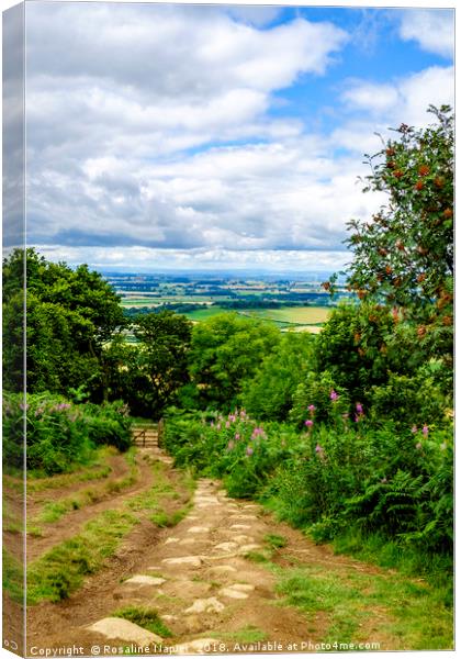 Roseberry Topping footpath Canvas Print by Rosaline Napier