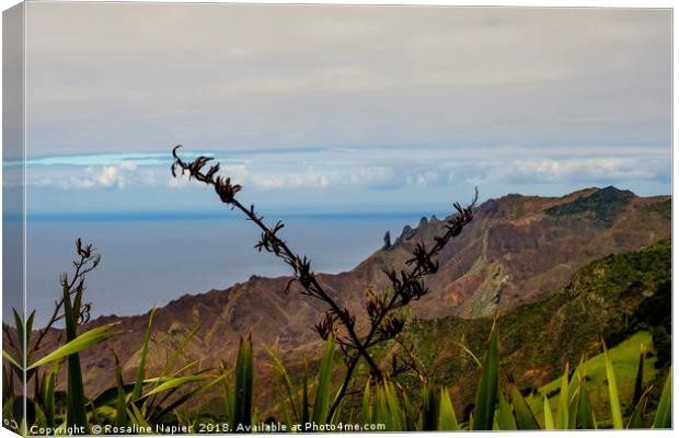 Looking through vegetation St Helena Canvas Print by Rosaline Napier