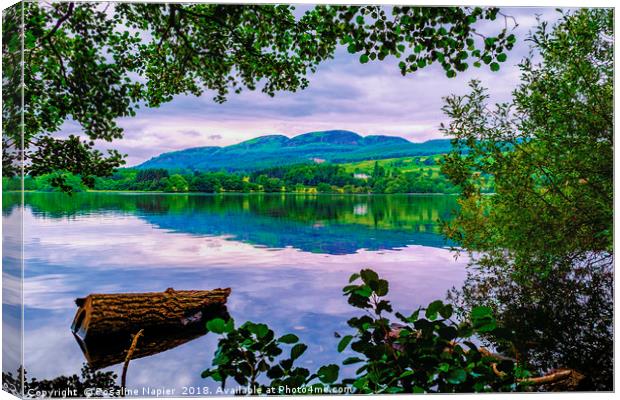 Lake of Menteith Canvas Print by Rosaline Napier