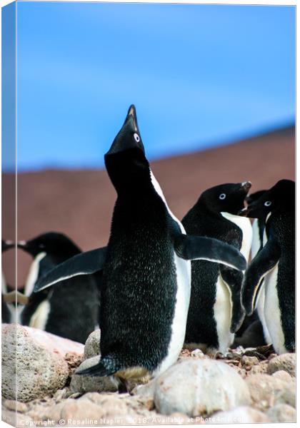 Penguin mating call Canvas Print by Rosaline Napier