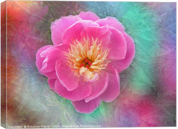 Chinese peony with texture Canvas Print by Rosaline Napier