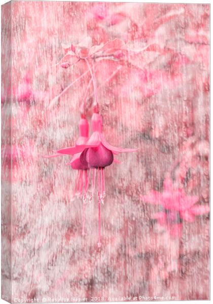 Pink Fuchsia Canvas Print by Rosaline Napier