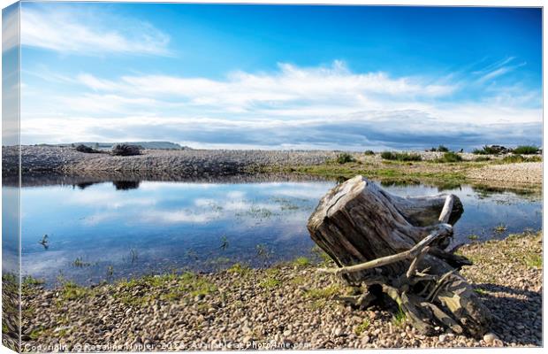 Spey Bay Driftwood Canvas Print by Rosaline Napier