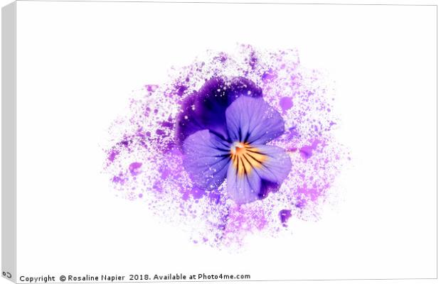 Purple pansy on white background Canvas Print by Rosaline Napier