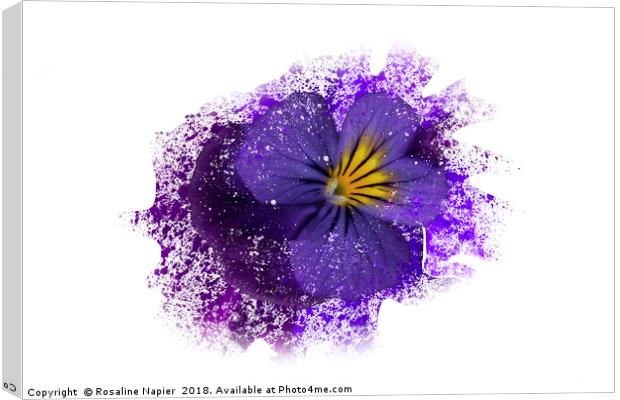 Purple pansy with paint splatter effect Canvas Print by Rosaline Napier