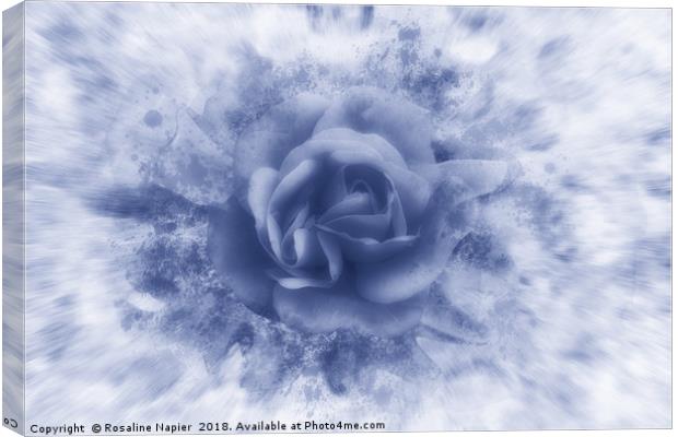 Single blue rose Canvas Print by Rosaline Napier