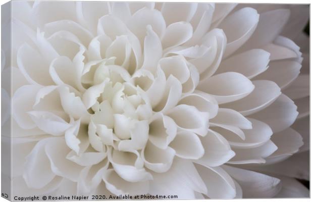 White chrystanthemum petals Canvas Print by Rosaline Napier