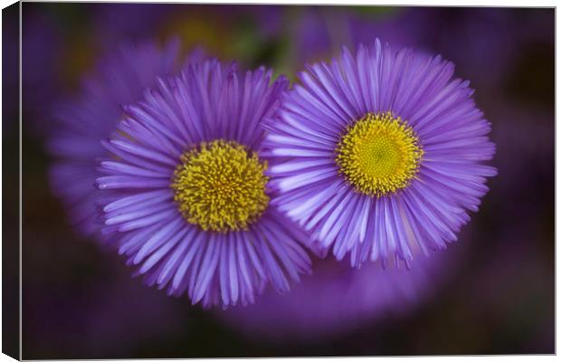 Midsummer Daisy in Lavender Canvas Print by Mike Evans