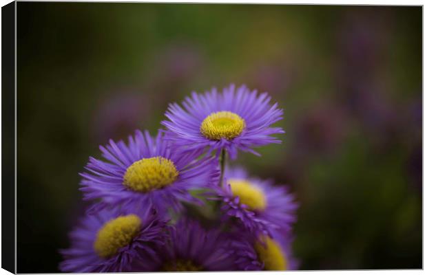 Midsummer Daisy in Lavender Canvas Print by Mike Evans