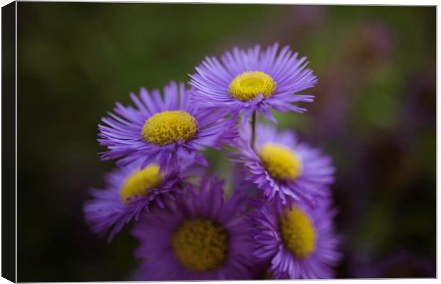 Midsummer Daisy in Lavender Canvas Print by Mike Evans