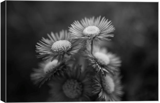 Midsummer Daisy in Black and white Canvas Print by Mike Evans