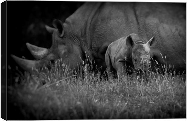 Black Rhinoceros and Calf  Canvas Print by Mike Evans