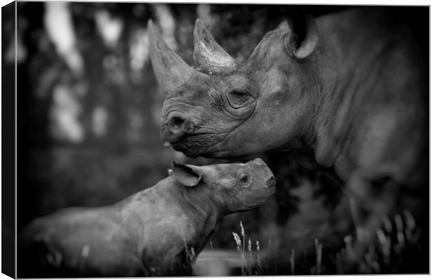 Black Rhinoceros and Calf  Canvas Print by Mike Evans