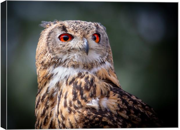 European / Eurasian Eagle Owl Canvas Print by Mike Evans