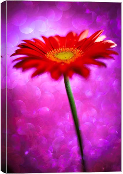 Daisy - Gerbera Experimental / Abstract photograph Canvas Print by Mike Evans