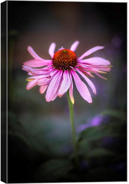 Withering Beauty Canvas Print by Mike Evans