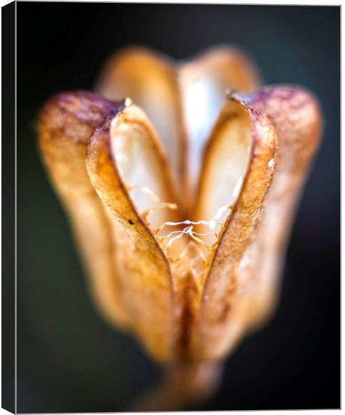 Snake's Head Fritillary - Seed Pod Canvas Print by Mike Evans