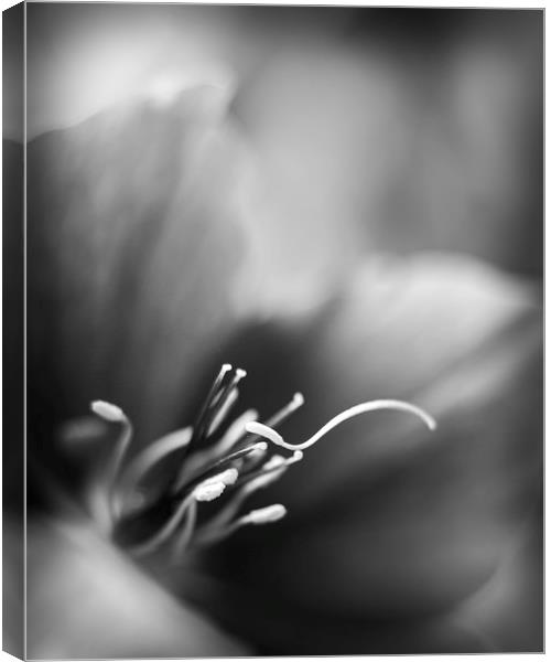 Hellebores Canvas Print by Mike Evans