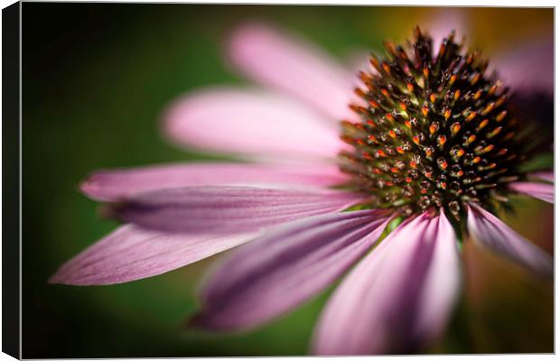 Coneflower Head Close Up  Canvas Print by Mike Evans