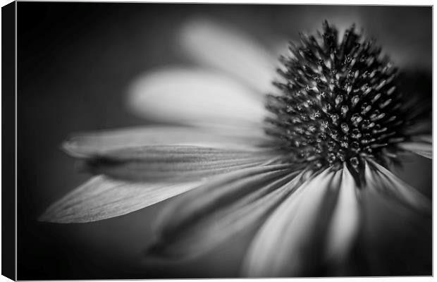 Coneflower Head Close Up  Canvas Print by Mike Evans