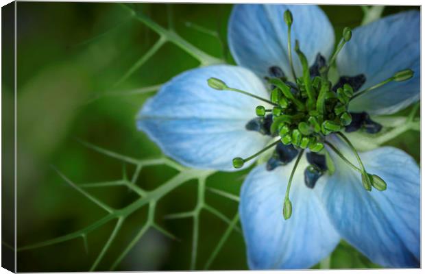 Nigella damascena in Blue and Green. Canvas Print by Mike Evans