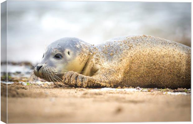 Seal Pup on the Beach. Canvas Print by Mike Evans
