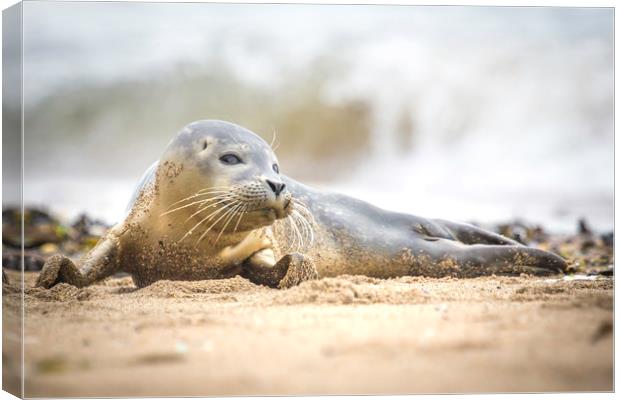 Seal Pup on Scarborough Beach. Canvas Print by Mike Evans