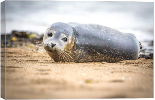Seal Pup on Scarborough Beach. Canvas Print by Mike Evans