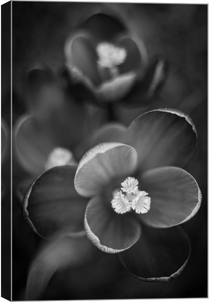 Crocus Flowers in Black and White. Canvas Print by Mike Evans