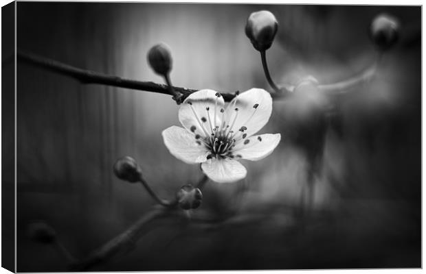 Cherry Blossom in Black and White Canvas Print by Mike Evans