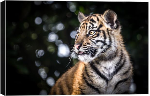 Sumatran Tiger Cub. Canvas Print by Mike Evans