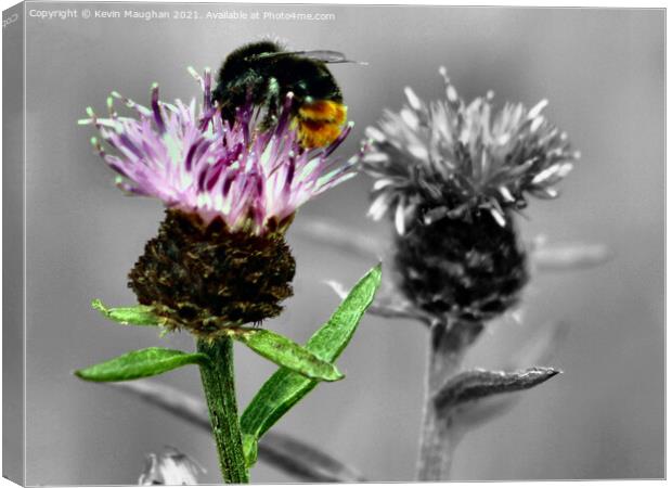 Honey Bee On A Milk Thistle Canvas Print by Kevin Maughan