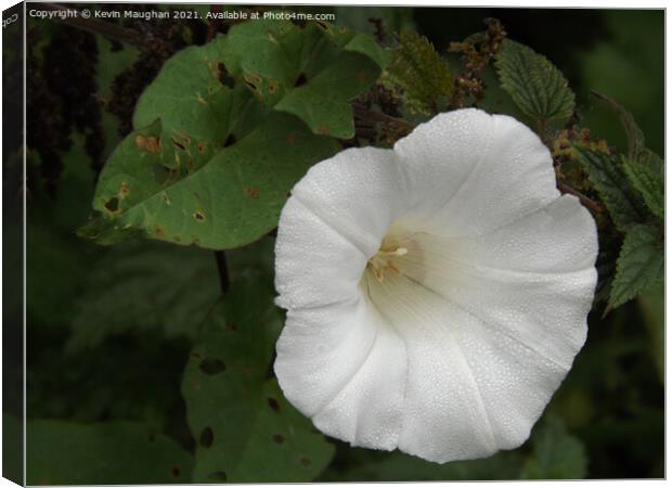 Calystegia Spithamaea Canvas Print by Kevin Maughan