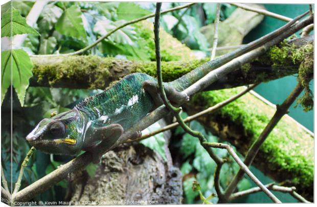 Panther Chameleon Canvas Print by Kevin Maughan