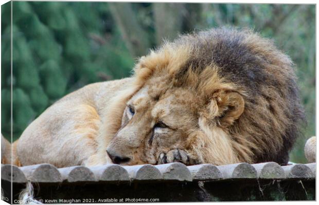 The Lion Sleeps Tonight Canvas Print by Kevin Maughan