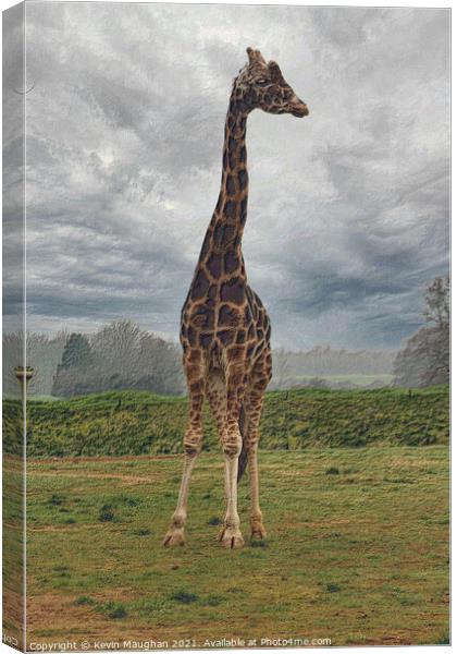 Very Tall Giraffe Canvas Print by Kevin Maughan