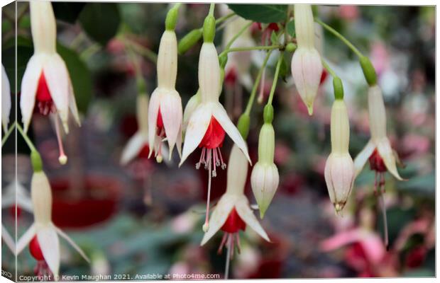 Fuchsia Flowers Canvas Print by Kevin Maughan