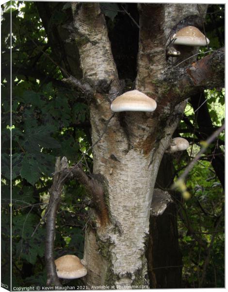 Wild Mushrooms Growing On A Tree Canvas Print by Kevin Maughan