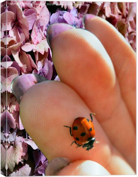 Ladybird Close Up Canvas Print by Kevin Maughan