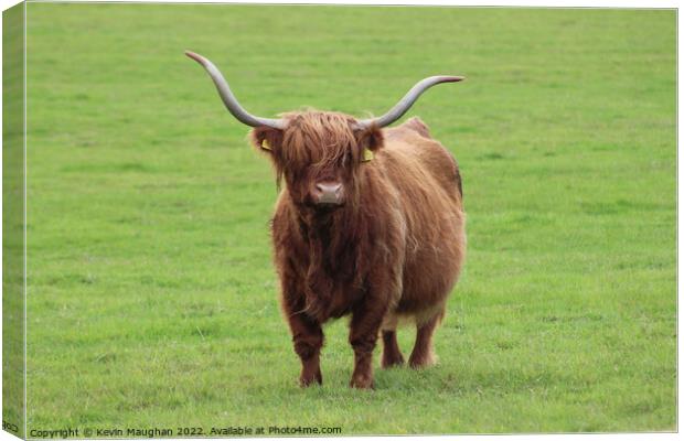Majestic Highland Cow in Northumberland Canvas Print by Kevin Maughan
