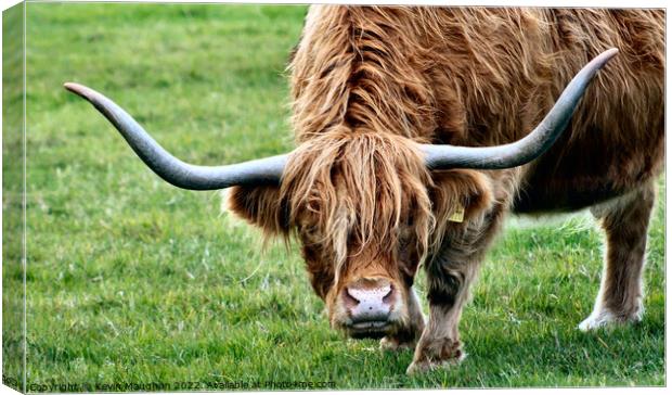 Majestic Highland Cow in Northumberland Field Canvas Print by Kevin Maughan